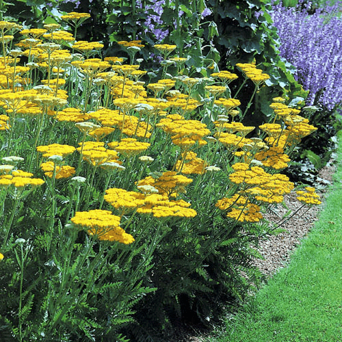 Des images de diffrentes plantes